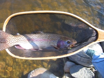 Photo of Trout Caught by Colton with Mepps Little Wolf in Alberta