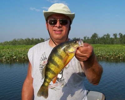 Photo of Perch Caught by Roy with Mepps Aglia & Dressed Aglia in Virginia
