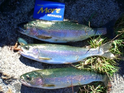 Photo of Trout Caught by Clint with Mepps Aglia Long in British Columbia