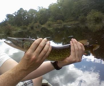 Photo of Pickerel Caught by Cliff with Mepps Black Fury in Maryland