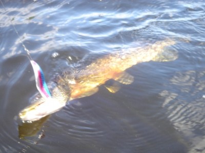 Photo of Pike Caught by Dean with Mepps Syclops in Ontario