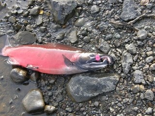 Photo of Salmon Caught by Jim with Mepps Aglia & Dressed Aglia in Alaska