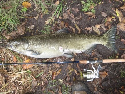 Photo of Salmon Caught by Jake with Mepps Black Fury in Michigan