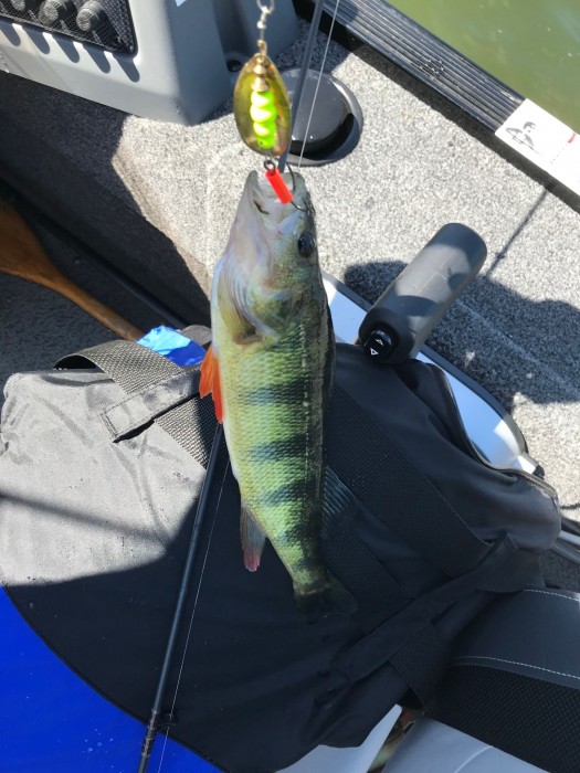 Photo of Perch Caught by John with Mepps Aglia & Dressed Aglia in New Jersey