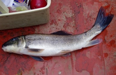 Photo of Spotted Sucker Caught by Mark  with Mepps Bantam Syclops in Ohio