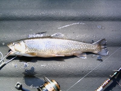 Photo of Trout Caught by Sam with Mepps XD in Pennsylvania