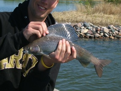 Photo of Grayling Caught by Ben with Mepps Aglia Ultra Lites in Northwest Territories