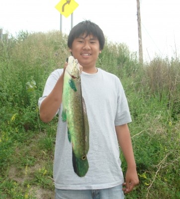 Photo of Bowfin Caught by Brandon  with Mepps Thunder Bug in Minnesota