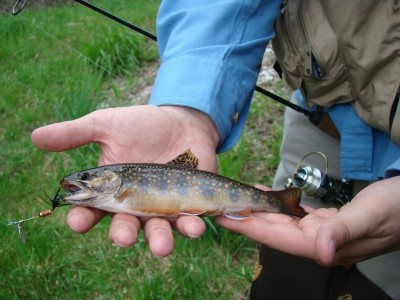 Photo of Trout Caught by Justin with Mepps Aglia Ultra Lites in United States