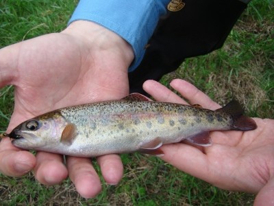 Photo of Trout Caught by Justin  with Mepps Aglia Ultra Lites in United States