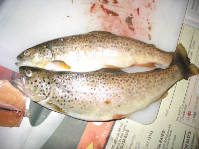 Photo of Trout Caught by James with Mepps XD in New York