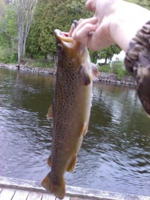Photo of Trout Caught by Alec  with Mepps Syclops in New York