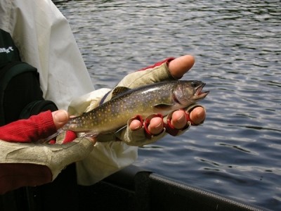 Photo of Trout Caught by Alex with Mepps Aglia & Dressed Aglia in New York