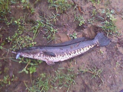 Photo of Snakehead Caught by Advitya with Mepps Aglia & Dressed Aglia in India