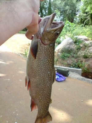 Photo of Trout Caught by Trenca with Mepps Spin Flies in United States