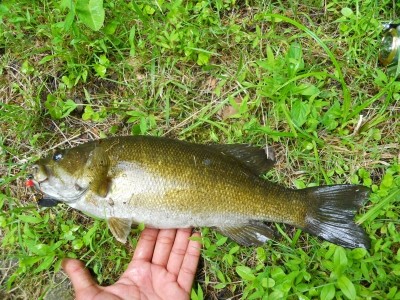 Photo of Bass Caught by Binu with Mepps Black Fury in Pennsylvania