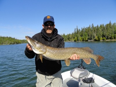 Photo of Pike Caught by Robert with Mepps Aglia & Dressed Aglia in Michigan