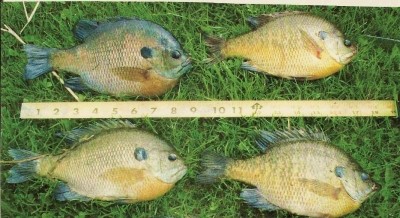 Photo of Bluegill Caught by Dan with Mepps Comet Mino in Illinois
