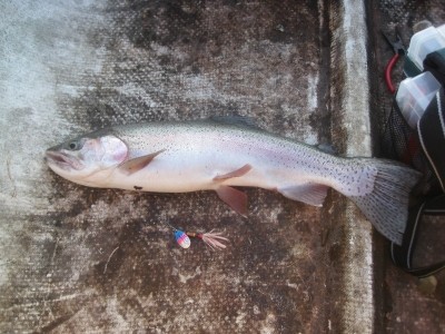 Photo of Trout Caught by Michael with Mepps Aglia & Dressed Aglia in Ontario