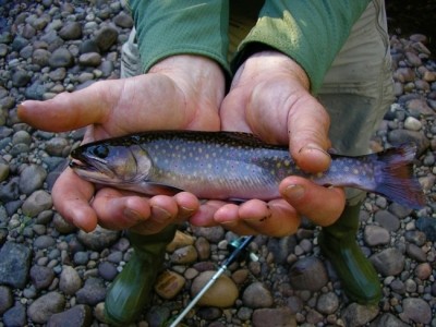 Photo of Trout Caught by Alex with Mepps Thunder Bug in New York