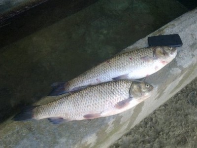 Photo of Freshwater Mullet Caught by Kerim  with Mepps Thunder Bug in Turkey