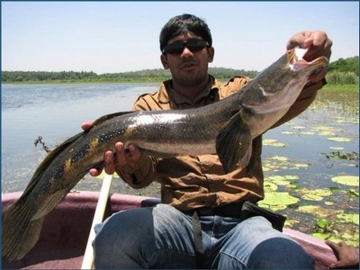 Photo of Snakehead Caught by Binoy  with Mepps Aglia Long in India