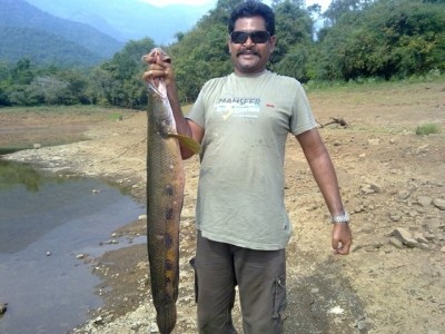 Photo of Chana Murrelius Caught by Sailendra with Mepps Aglia & Dressed Aglia in India