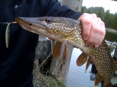 Photo of Pike Caught by Mark with Mepps Aglia Long in Ontario