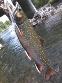Photo of Trout Caught by Ryan with Mepps Aglia & Dressed Aglia in Montana