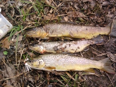 Photo of Trout Caught by Patrick with Mepps Aglia & Dressed Aglia in New York