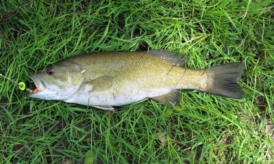 Photo of Bass Caught by Douglas with Mepps Aglia & Dressed Aglia in Ohio