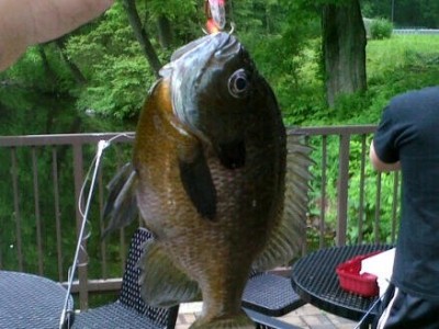 Photo of Bluegill Caught by Christopher with Mepps Aglia & Dressed Aglia in New Jersey