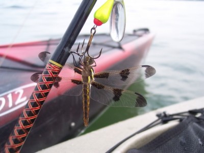 Photo of Dragon Fly Landed On The Aglia Bright Caught by Anthony with Mepps Aglia BRITE in Michigan