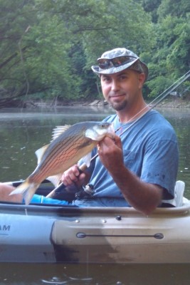 Photo of Hybrid Striped Bass Caught by John with Mepps Aglia & Dressed Aglia in Kentucky