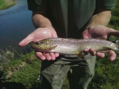 Photo of Trout Caught by Jake  with Mepps Aglia & Dressed Aglia in Utah
