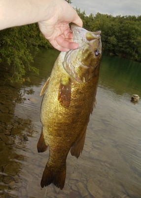 Photo of Bass Caught by Adam  with Mepps Aglia & Dressed Aglia in Wisconsin