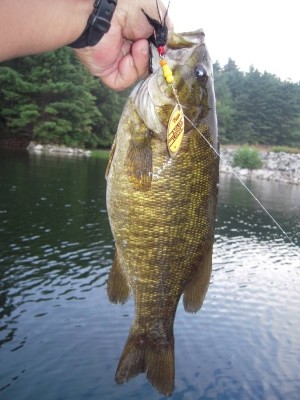 Photo of Bass Caught by Jesus with Mepps Aglia Long in Massachusetts