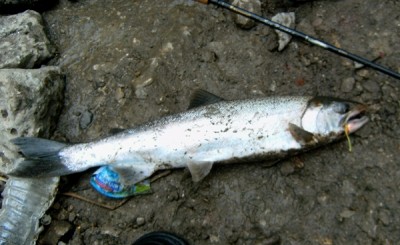 Photo of Salmon Caught by Ted with Mepps Syclops in Indiana
