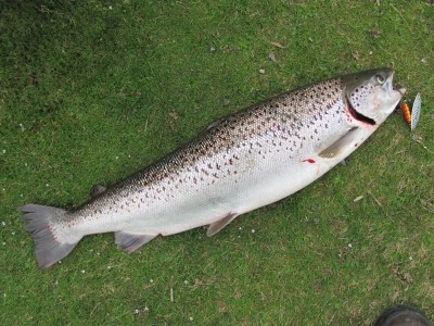 Photo of Atlantic  Salmon Caught by Adrian with Mepps  in Australia