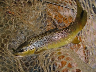 Photo of Trout Caught by Adrian  with Mepps Thunder Bug in Australia