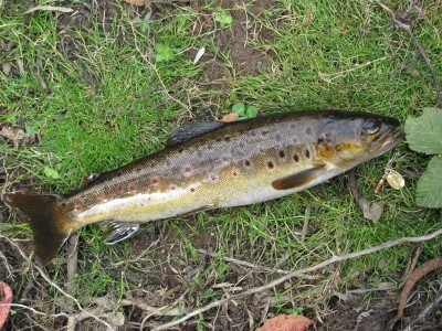 Photo of Trout Caught by Adrian with Mepps Aglia Ultra Lites in Australia