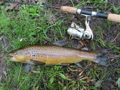 Photo of Trout Caught by Adrian with Mepps Aglia Ultra Lites in Australia