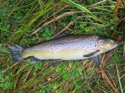 Photo of Trout Caught by Adrian with Mepps Black Fury Ultra Lites in Australia