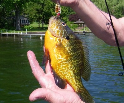 Photo of Bluegill Caught by Donald with Mepps Aglia & Dressed Aglia in New York