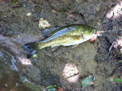 Photo of Bass Caught by Richard with Mepps Aglia & Dressed Aglia in Virginia