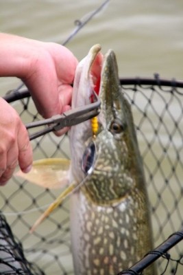 Photo of Pike Caught by Buddy  with Mepps Aglia & Dressed Aglia in Canada