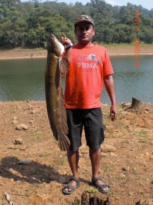 Photo of Catfish Caught by Sarath with Mepps Aglia Long in India