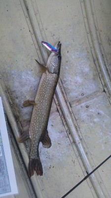 Photo of Pike Caught by Mark W with Mepps Syclops in Maine