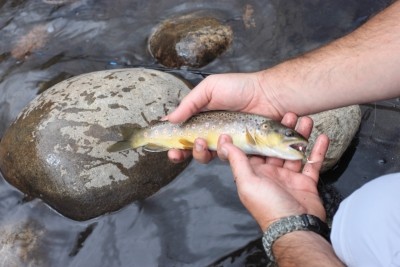 Photo of Trout Caught by Matthew with Mepps XD in Colorado