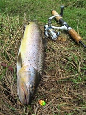 Photo of Trout Caught by Adrian with Mepps Aglia & Dressed Aglia in Australia